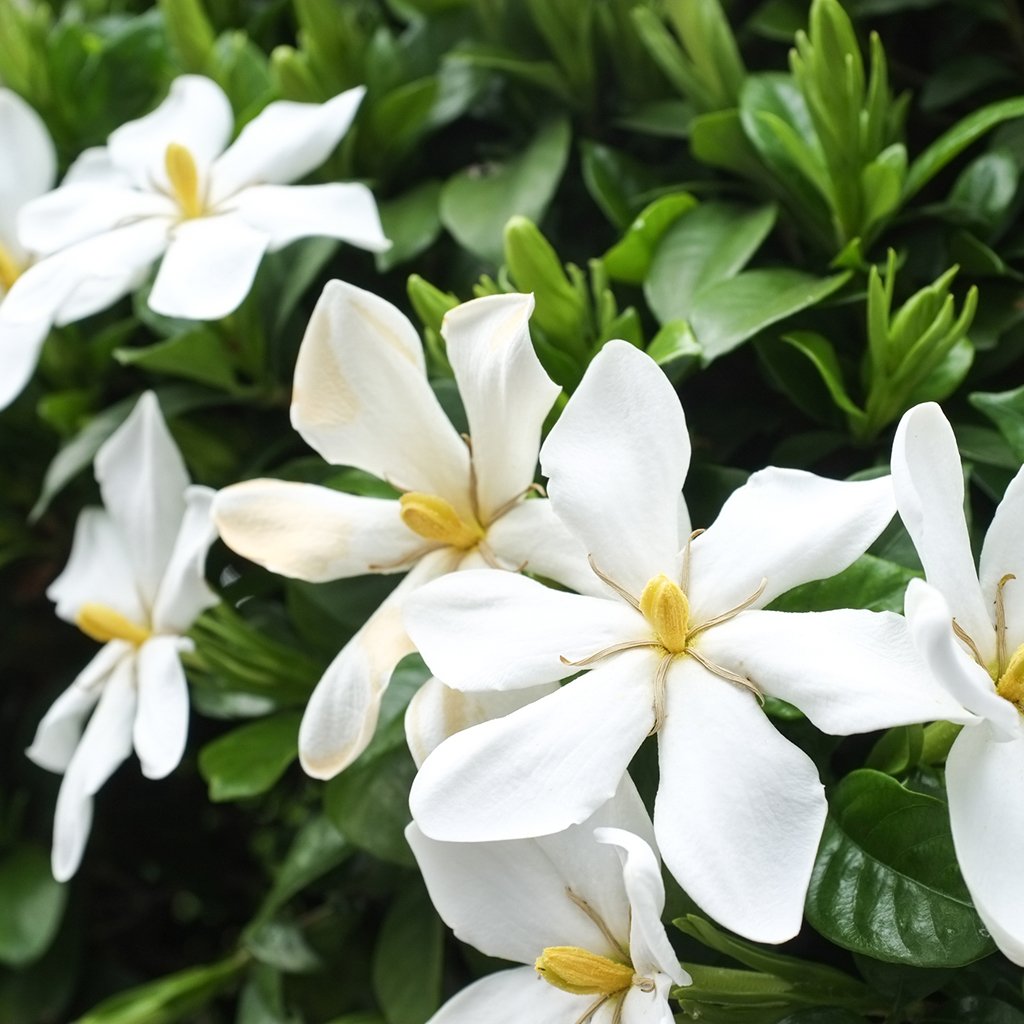 Gardenia & Honeysuckle